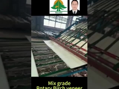 Rotary Birch Veneer Tüm Boyutu Kalınlığı 0.5mm boyutu 2600 * 1300mm karışım sınıfı için