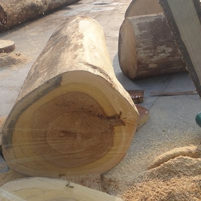 Sulandırılmış Dekoratif Tasarlanmış Kayısı Ahşap Kaplama X24 Beyaz Kayısı Dikey Tahıl Popüler Dolap Yüzü İçin Kullanılır
