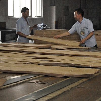 Olağandışı Doğal Beyaz Kül Ağaç Fener Burl Zeytin AA Sınıf Duvar Kaplama Kalınlığı 0.5mm