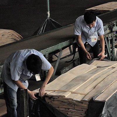 FSC Doğal Beyaz Kül Burl Kaplama Spiral Desen Tahıl A Sınıfı Otel Dekorasyonu için kalınlık 0.5-0.55mm