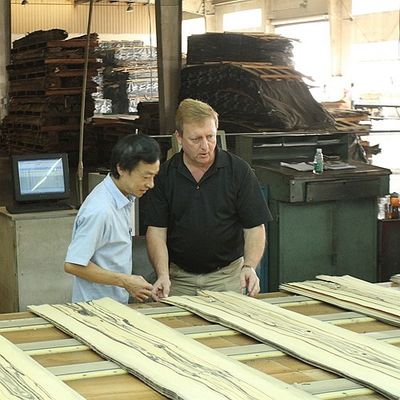 Katı ahşap Amerikan Elm Yaprakları Çeyreği Kesilmiş Taç Tanesi Doğal Renk Kapı Yüzü 3200mm Yukarı