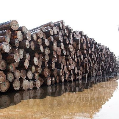 Müzik Aletleri İçin Pommele Tahıl Afrika Doğal Bubinga Ahşap Kaplama 0.5mm