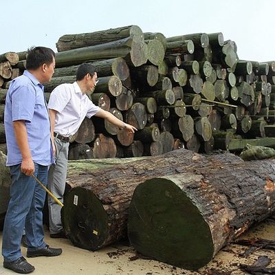 İnsan Yapımı Ahşap Finer Altın Ağaç Burl 640-1280mm G.MB-X8008 Araç İçinde Yürüyen Sırt