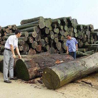 İnsan Yapımı Ahşap Finer Altın Ağaç Burl 640-1280mm G.MB-X8008 Araç İçinde Yürüyen Sırt