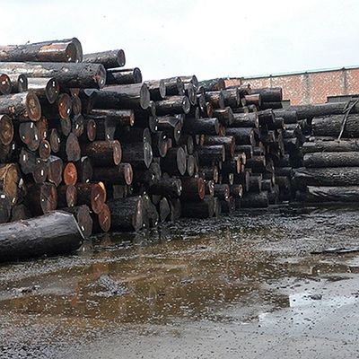 Olağandışı Doğal Beyaz Kül Ağaç Fener Burl Zeytin AA Sınıf Duvar Kaplama Kalınlığı 0.5mm