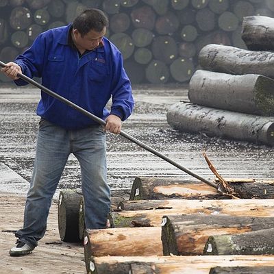 İnsan Yapımı Ahşap Finer Altın Ağaç Burl 640-1280mm G.MB-X8008 Araç İçinde Yürüyen Sırt