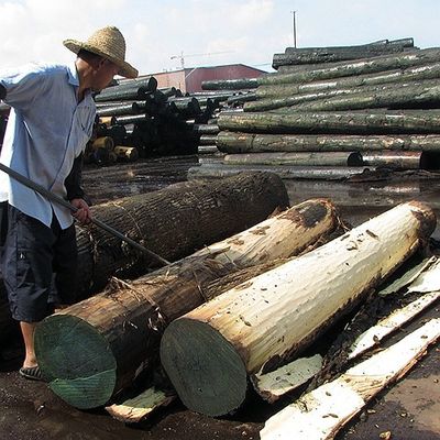 Amerikan Doğal Meşe Ahşap Kaplama Düz Kesim Taç Kesim Tahıl AAA Sınıfı Kalınlık 0.5-0.55mm Kabin Yüz Çin