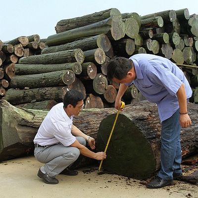 Doğal Koto Ahşap Kaplama Çeyrek Kesim Özel Düz İnci Tahıl Boyama Süreci İçin İyi Tedarik Kapasitesi