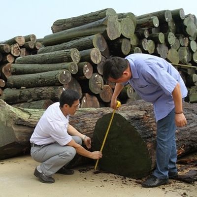 Gümüş incir dilimlenmiş ahşap kaplama düz çekirdek genişliği için teknikler 1280mm kapı derisi için splicing