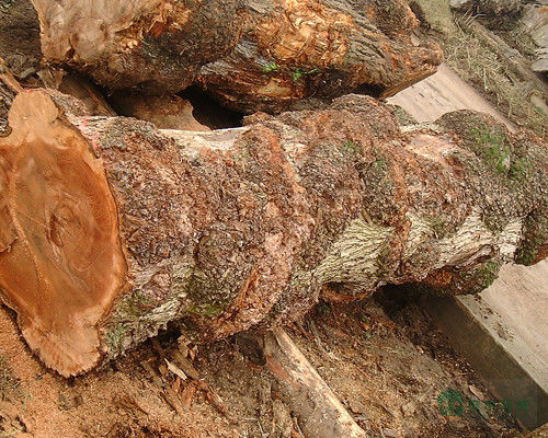 Katı ahşap Amerikan Elm Yaprakları Çeyreği Kesilmiş Taç Tanesi Doğal Renk Kapı Yüzü 3200mm Yukarı